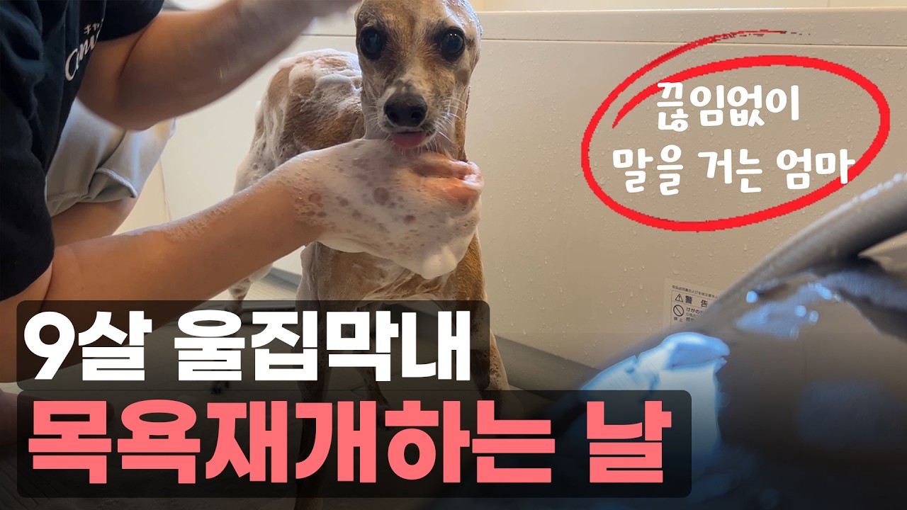 일본사는 한국인Vlog | 한 달에 한번은 목욕하는 날 | 강아지 샴푸 드라이 보통일 아님