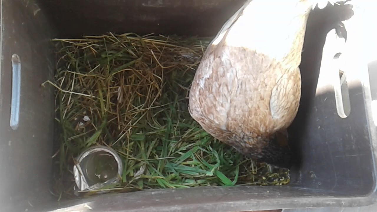 2 tips de como encluecar gallinas