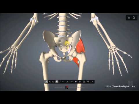 Video: Gluteus Maximus Muskelfunktion, Herkunft & Anatomie - Körperkarten