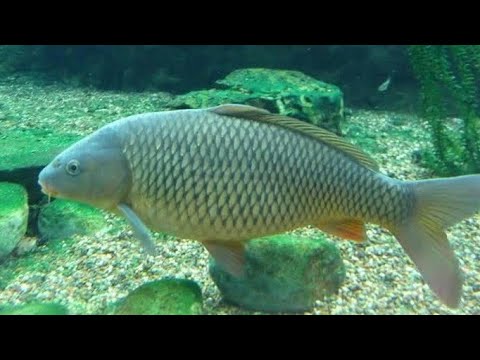 Video: Ikan Mas Makan Apa?