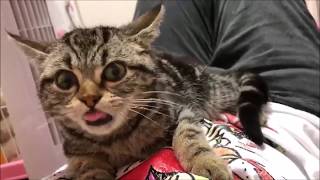 癒される♪お腹の上で甘えてくる子猫