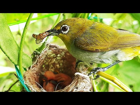 White Eye feeding PIG WORM to baby birds in nest ||| White eye baby ...