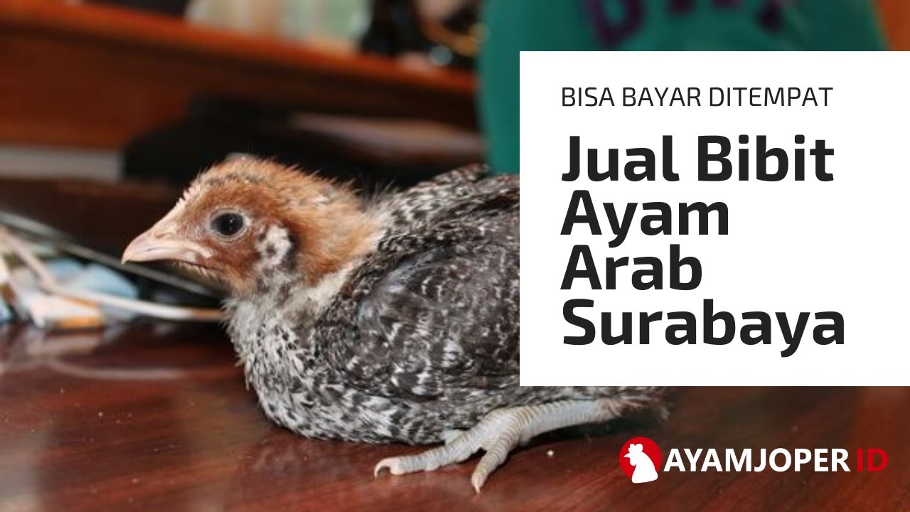 Jual Bibit Ayam Arab Surabaya 