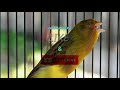 Masteran Ampuh Suara Kenari Gemericik Air Mp3 - Mp4 Download