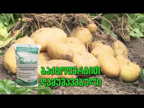 კარტოფილის მოყვანა თიანეთში ( შპს ჯეოფერტი - GeoFert LTD)