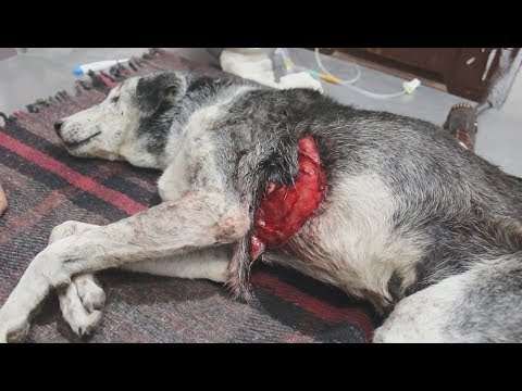 Video: Kiauryminės žaizdos šunims