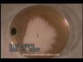 mycellium vs mold - agar - time lapse