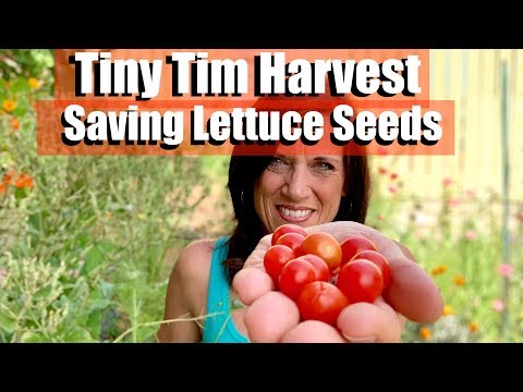 Tiny Tim Tomato Harvest u0026 Saving Lettuce Seeds