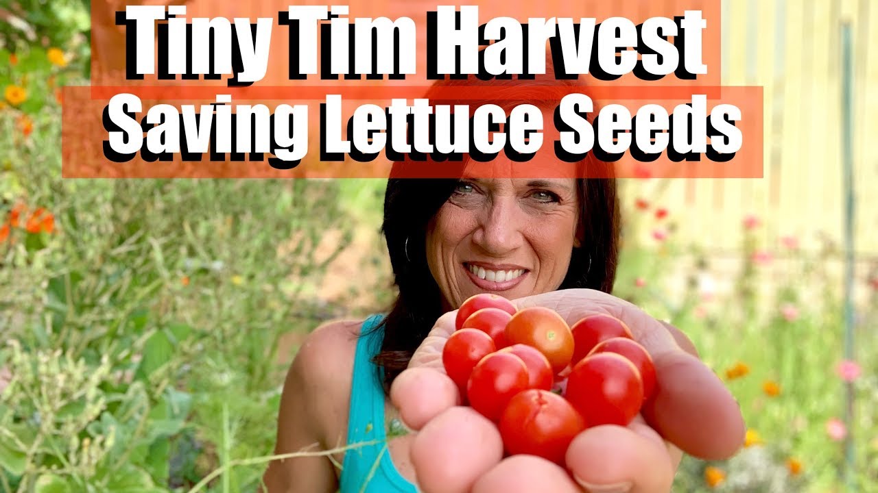 Støvet indendørs effektivt Tiny Tim Tomato Harvest & Saving Lettuce Seeds - YouTube