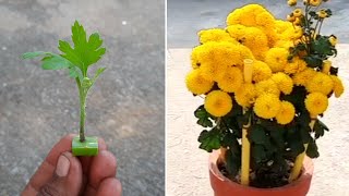growing chrysanthemum cutting with aloe vera and ginger roots unbelievable