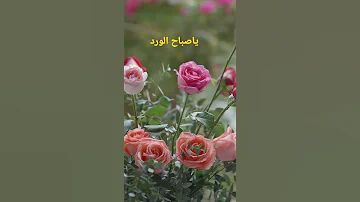 ياصباح الورد 