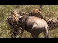 cheetahs overpower attack a wildebeest alone bring it down video
