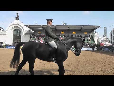 Exposición de Palermo Concurso de silla sección Fuerzas Armadas y Fuerzas de Seguridad