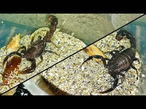 Видео: Как да различаваме Скорпионите по поведение