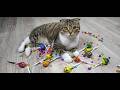 Cat Barsik ❤ Beads Domino Cubes Reverse Video