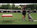 Dog Agility - Pause Table - Competition - Pro Plan P5 Training Dog Agility - Pause Table - Competition - Pro Plan P5 Training