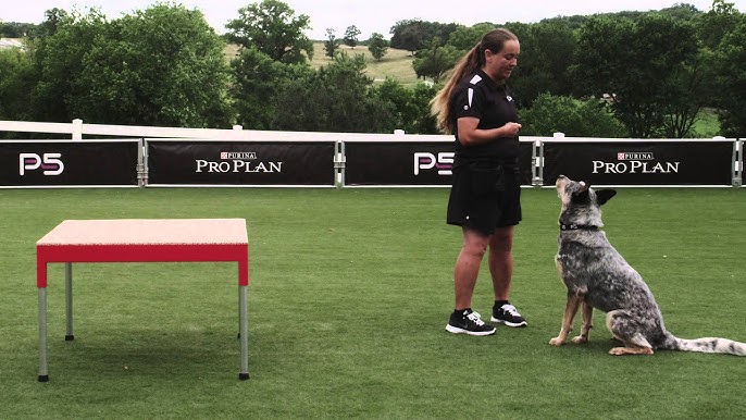 Dog Agility - Pause Table - 5 Seconds - Pro Plan P5 Training - YouTube