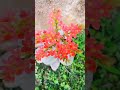 most beautyfull flower in the world #shorts #cute #viral