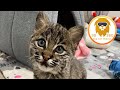 Tiny Bobcat Kitten Vet Visit 3D 180VR