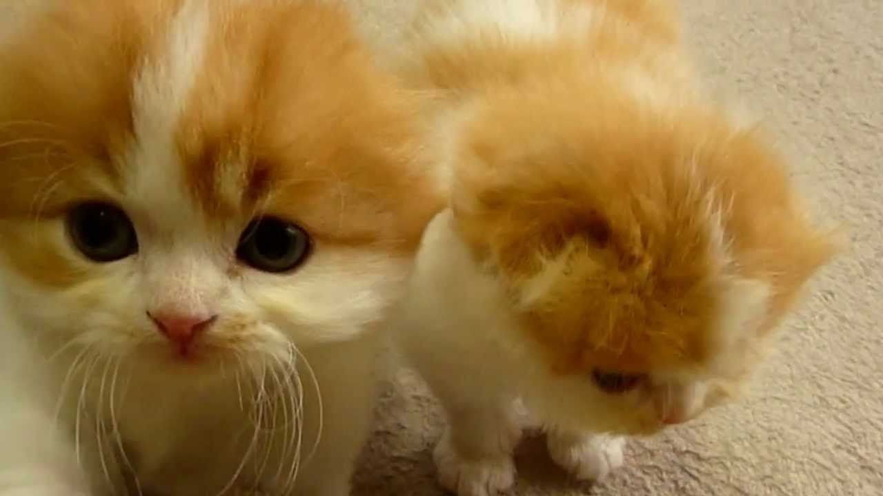 食後のスコティッシュフォールド子猫たち Youtube