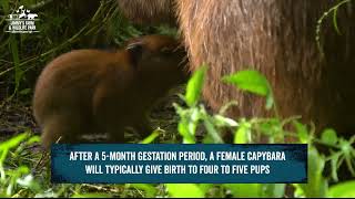 Welcome To The World, Capybara Pups! 