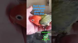 Kawin Silang Biola Green Dan Biola Blue Ini Hasilnya