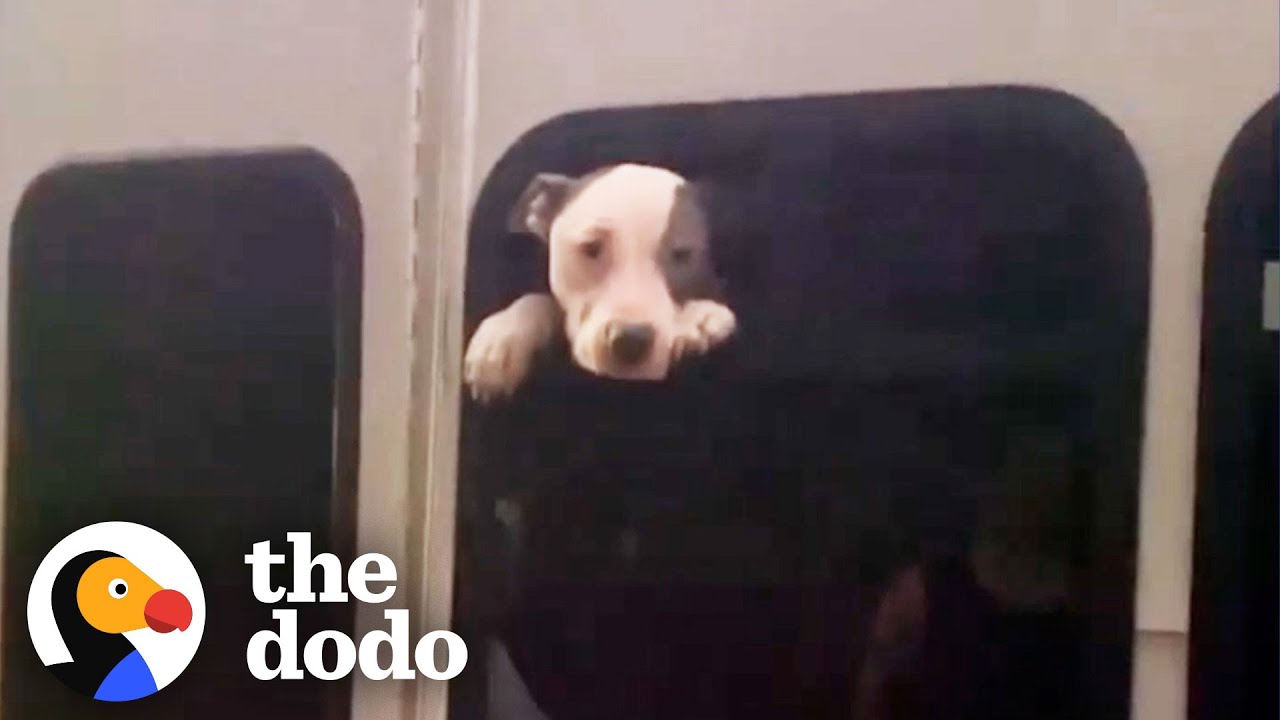 Woman Finds Pittie Trapped in a Stolen Bus | The Dodo Pittie Nation