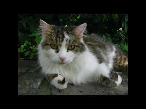 Video: Herzschlagprobleme (Fibrillation Und Flattern) Bei Katzen