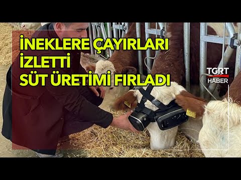 İneklerine Sanal Gerçeklik Gözlüğü Taktı, Sonuç İnanılmaz - TGRT Haber