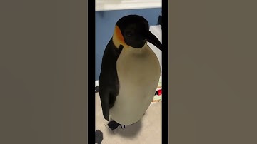 Google AR penguin