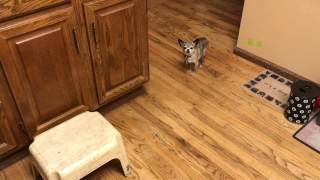 Chihuahua Scared of Hatchimal