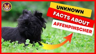 Affenpinscher Breed Monkey Dog Facts You Need To Know