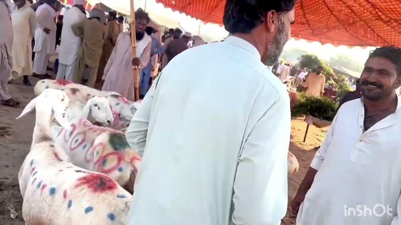 اعلیٰ تلہ گنگی بریڈ اس سے سستی نا ممکن ہے موقع سے فایدہ اٹھائیں 