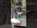 Berdoa ya nak BPJS kucing #cat#cutecatshort #catfunny #ytshorts