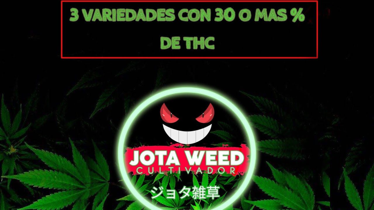 3 cepas arriba de 30% de thc | jotaoenea