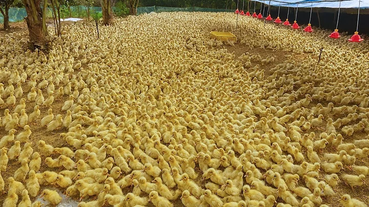 Inside China’s Biggest Duck Farm: How 700 Million Eggs Hatch into Ducks Every Year