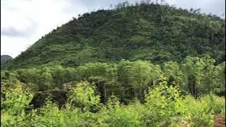 Pemandangan Indah Hutan Kalimantan