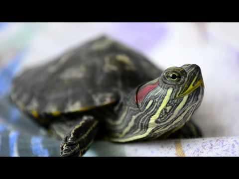 Video: Spotted Turtle