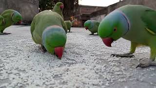 Cuteness Overloaded | #Day​​ 25 | #Parrots​​ Life | #Parrot​​'s Natural Beauty | 😍😍❤❤