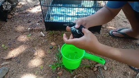 Cara Mudah Membasmi Kutu Kacer