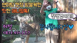 ★에버랜드 한국호랑이★ 역대급 리액션! 태범이 무궁이는 물론 이원영 사육사까지 신난 애니멀톡 (하루만에 퇴장당한 앰프대신 새 손님도 찾아왔어요)