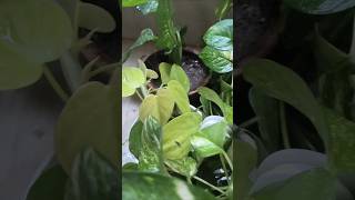 আমার আমার ছোট্ট বেলকনি ইনডোর #nature #viral #my small balcony#diy