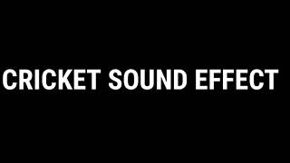 Cricket sound effect no copyright -