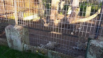 Snow Leopard Faceplants 4K