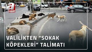 İstanbul Valiliği'nden Belediyelere 'Sahipsiz Köpek' Talimatı | A Haber