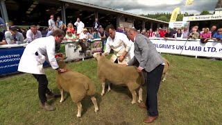 Pencampwriaeth Gwrywaidd Charollais | Male Charollais Championship