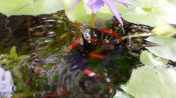 Nuôi cá bảy màu và cá hồng kim trong chậu xi măng trồng hoa súng 2018