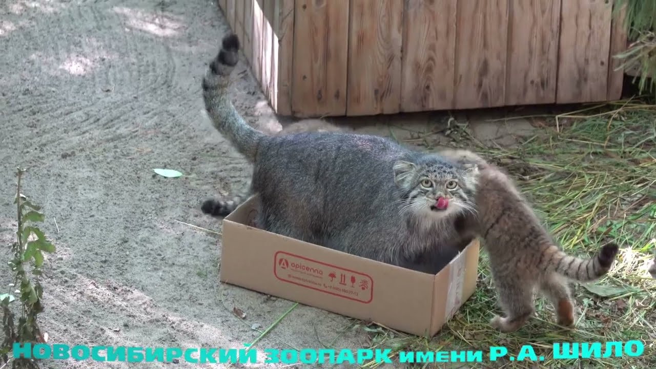 Манул Мия и шестеро котят. 10.08.2022 - YouTube