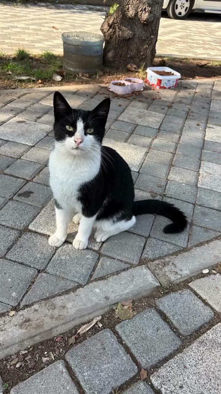 Et en plus de son énorme talent, Freddie Mercury adorait les chats??❤️❤️