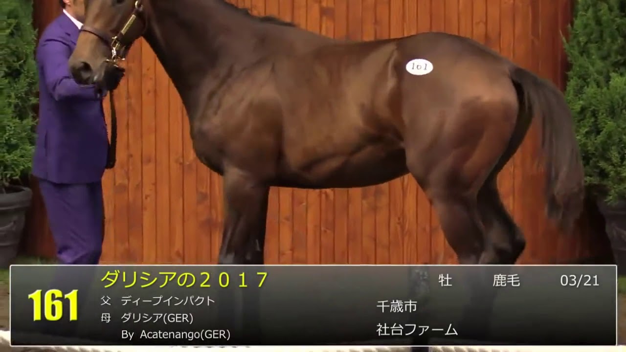 馬名 ディープキング 8000万円 父ディープインパクト ダリシアの17 セレクトセール18 Youtube